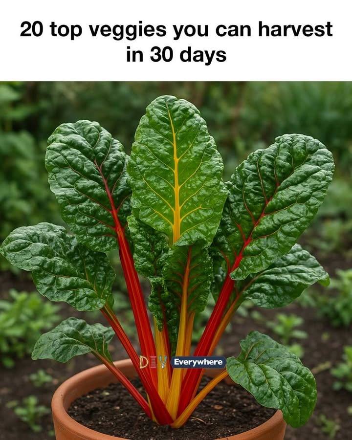 20 top veggies you can harvest in 30 days